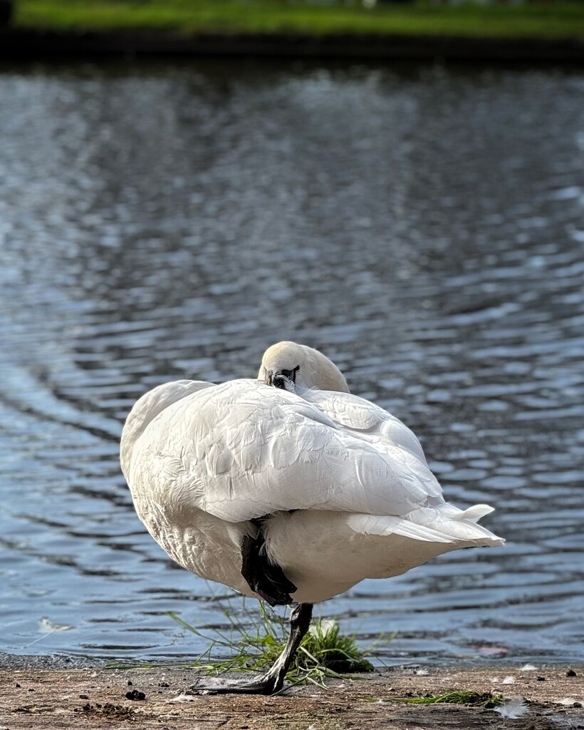 Swan leg by anncooke76