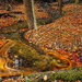 Swirling Leaves in a Stream