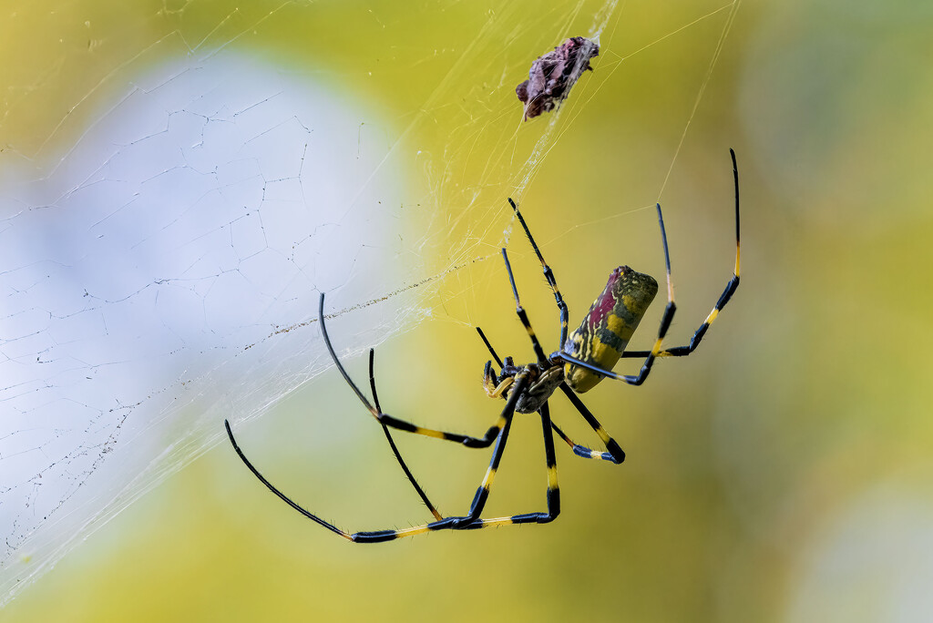 Joro Spider by kvphoto