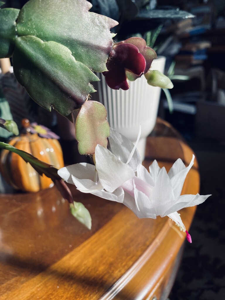 Thanksgiving cactus blooming for third time this year by mtb24