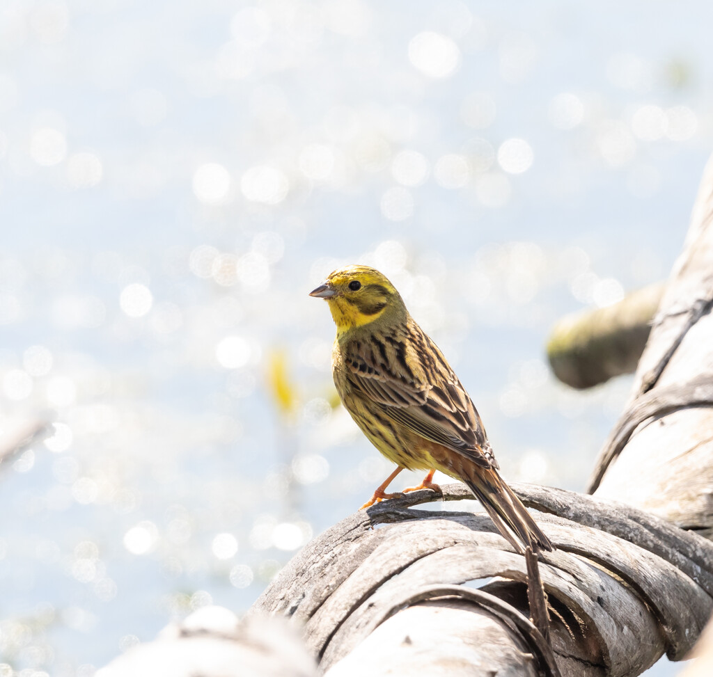 Yellow Hammer - having a break in the sun by creative_shots