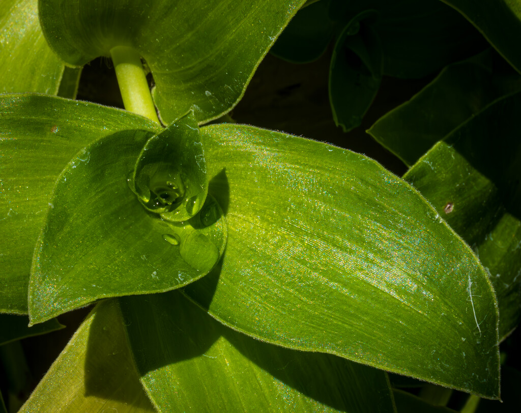 Green Spiral Harmony by veronicalevchenko