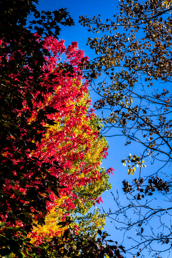 Autumn's Color Transition by veronicalevchenko