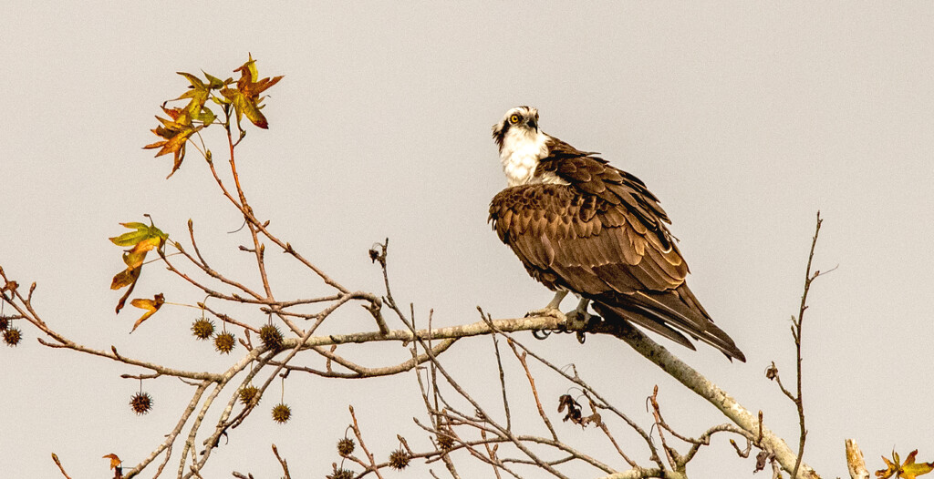 The Osprey, Checking Out the Waters! by rickster549