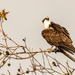 The Osprey, Checking Out the Waters!