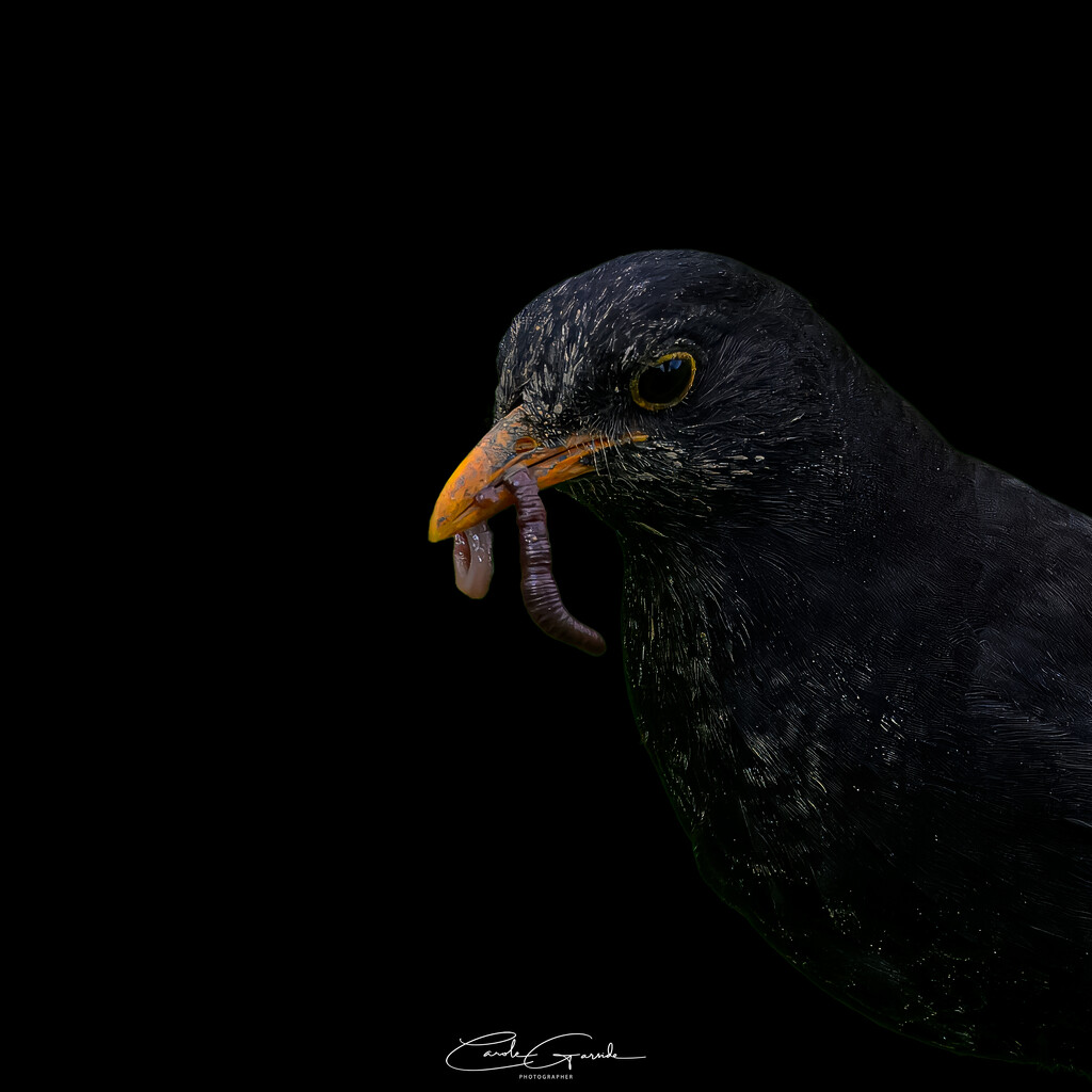 Mrs Blackbird by yorkshirekiwi