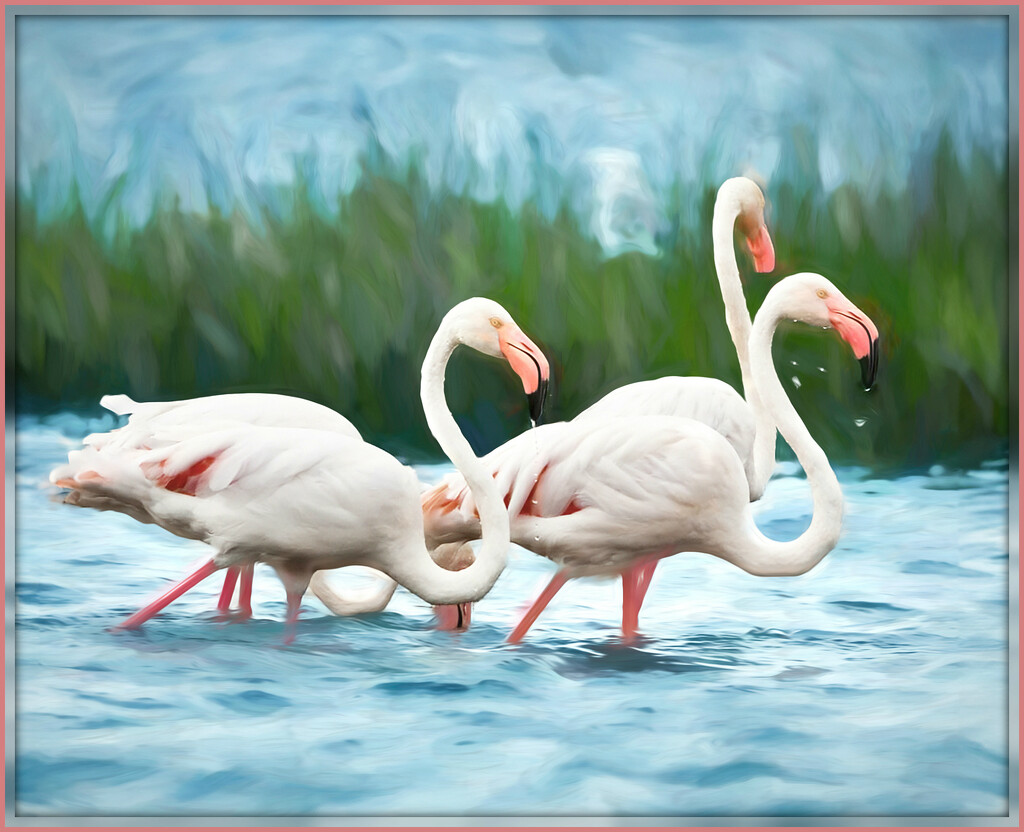 Happy Flamingo Friday! by ludwigsdiana