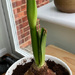 Amaryllis 