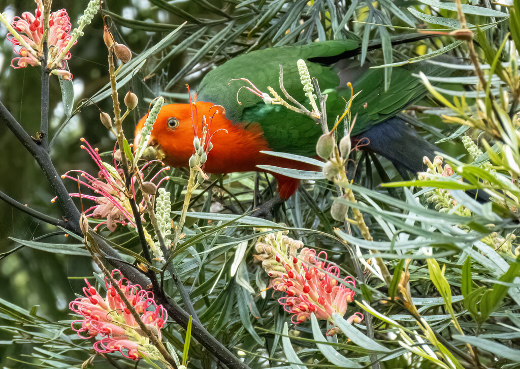 King Parrot by koalagardens