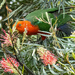 King Parrot