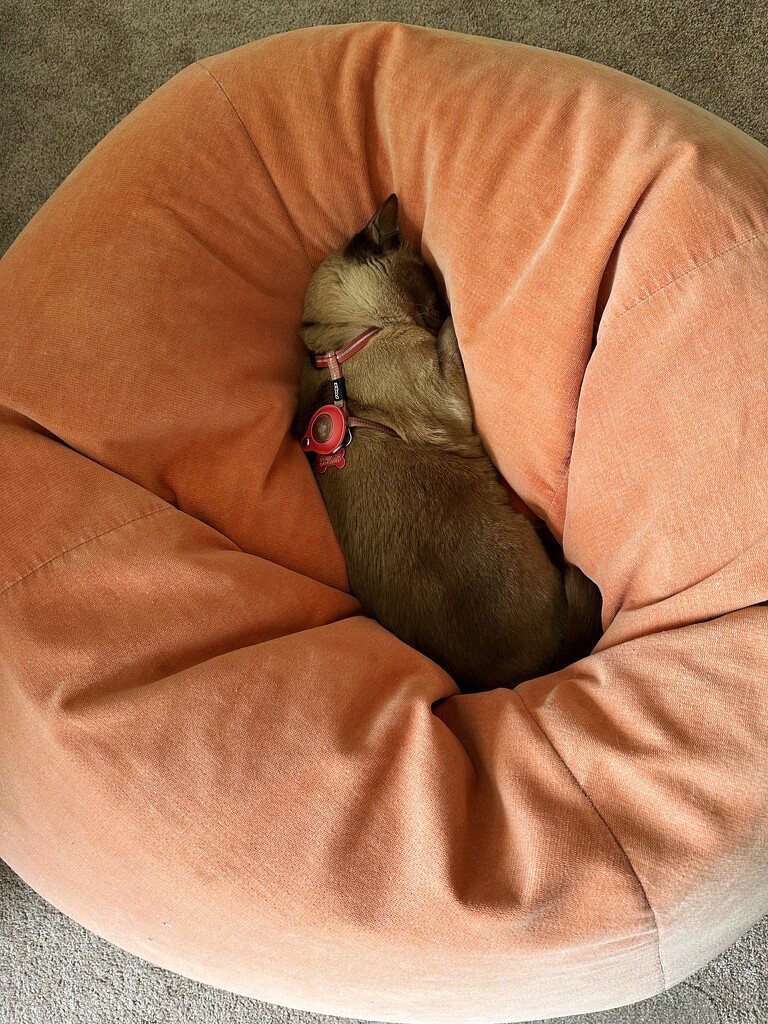 Cat in a bean bag by pusspup