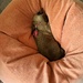 Cat in a bean bag