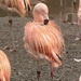 Happy Flamingo Friday