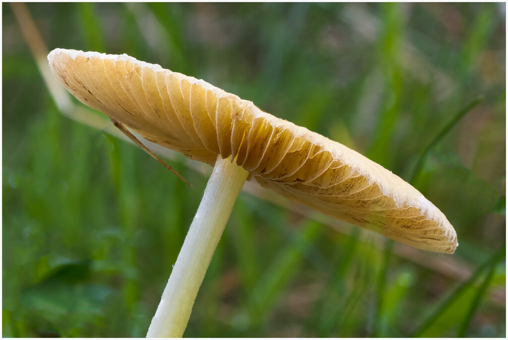 Yellow Fieldcap by clifford