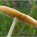 Yellow Fieldcap