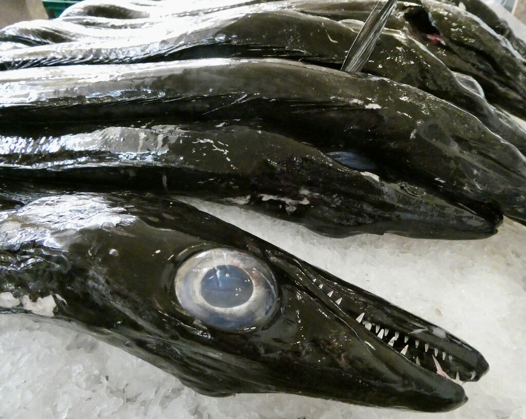 Black Scabbard fish in the market in Funchal.  by orchid99