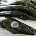 Black Scabbard fish in the market in Funchal. 