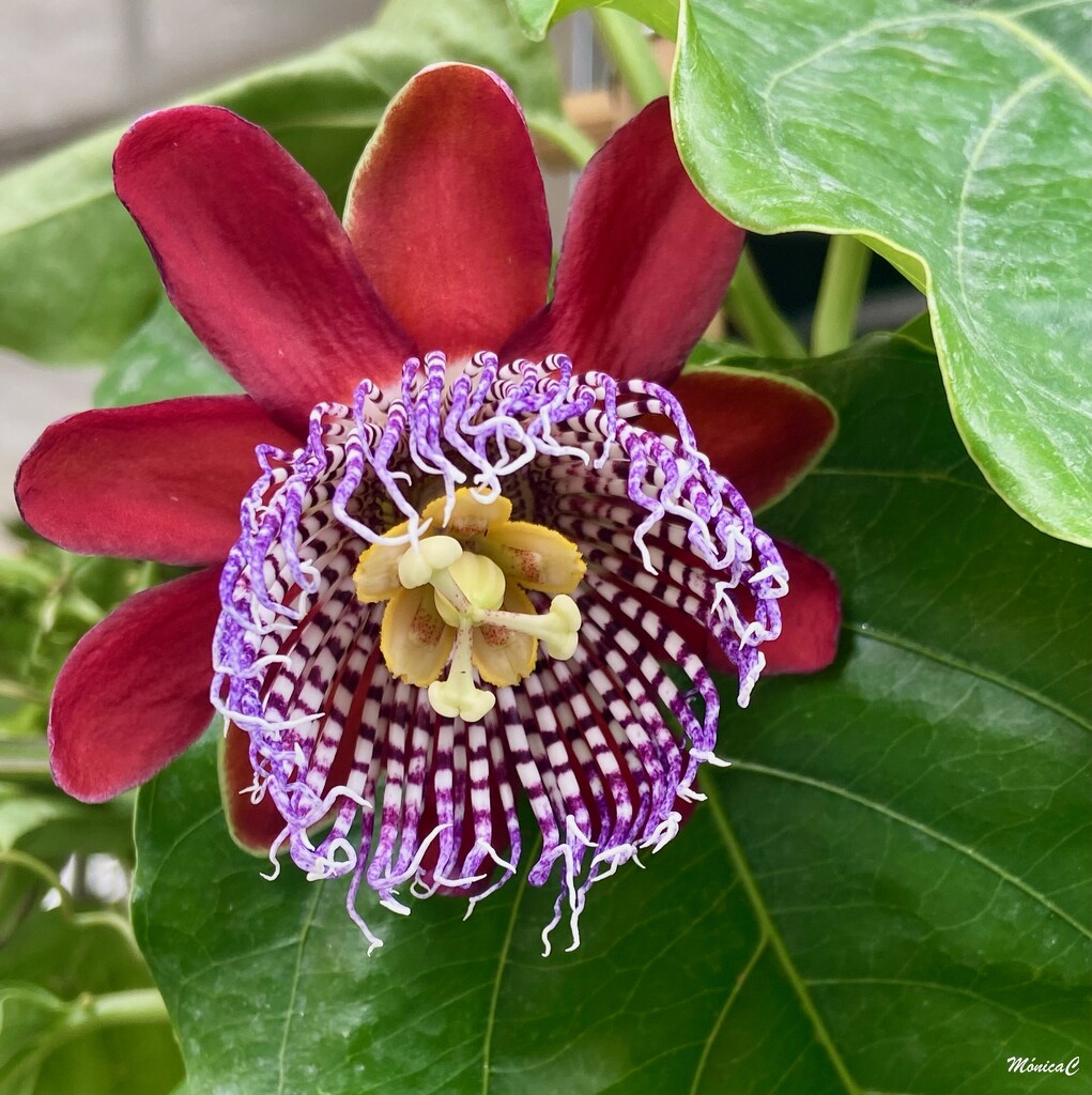 Passiflora by monicac