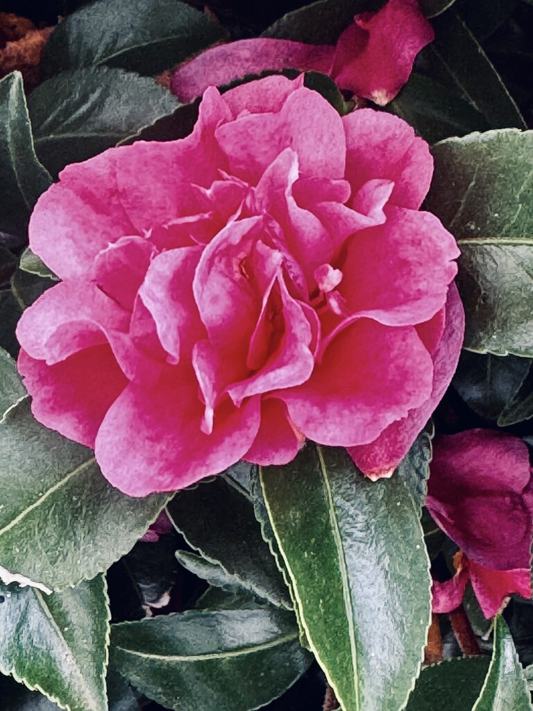 Camellia by k9photo