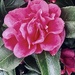 Camellia