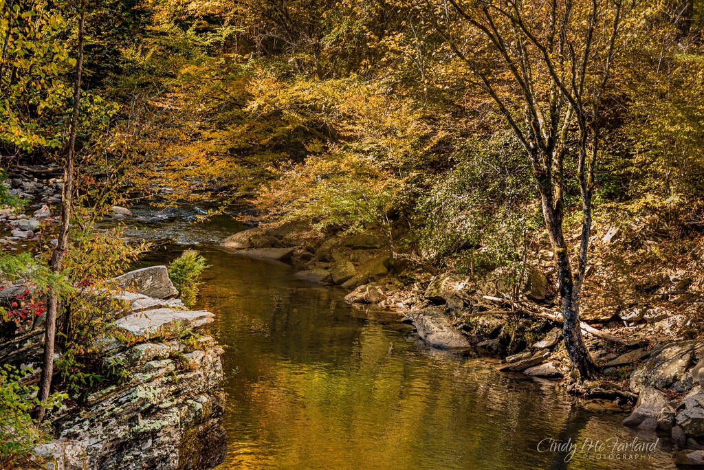 Reflections of greens and yellows by cindymc