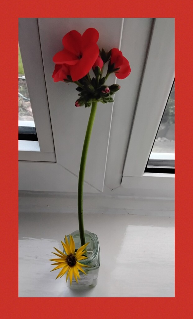 Tall red geranium and tiny yellow sunflower  by grace55