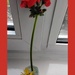 Tall red geranium and tiny yellow sunflower 