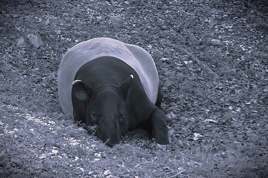 Malayan Tapir  by photohoot