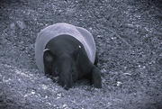 8th Nov 2024 - Malayan Tapir 