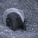 Malayan Tapir 