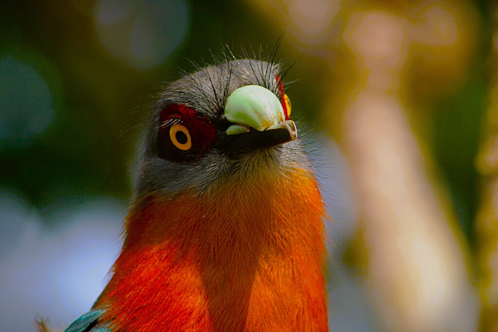 Chestnut-breasted Malkoha by photohoot