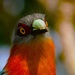 Chestnut-breasted Malkoha