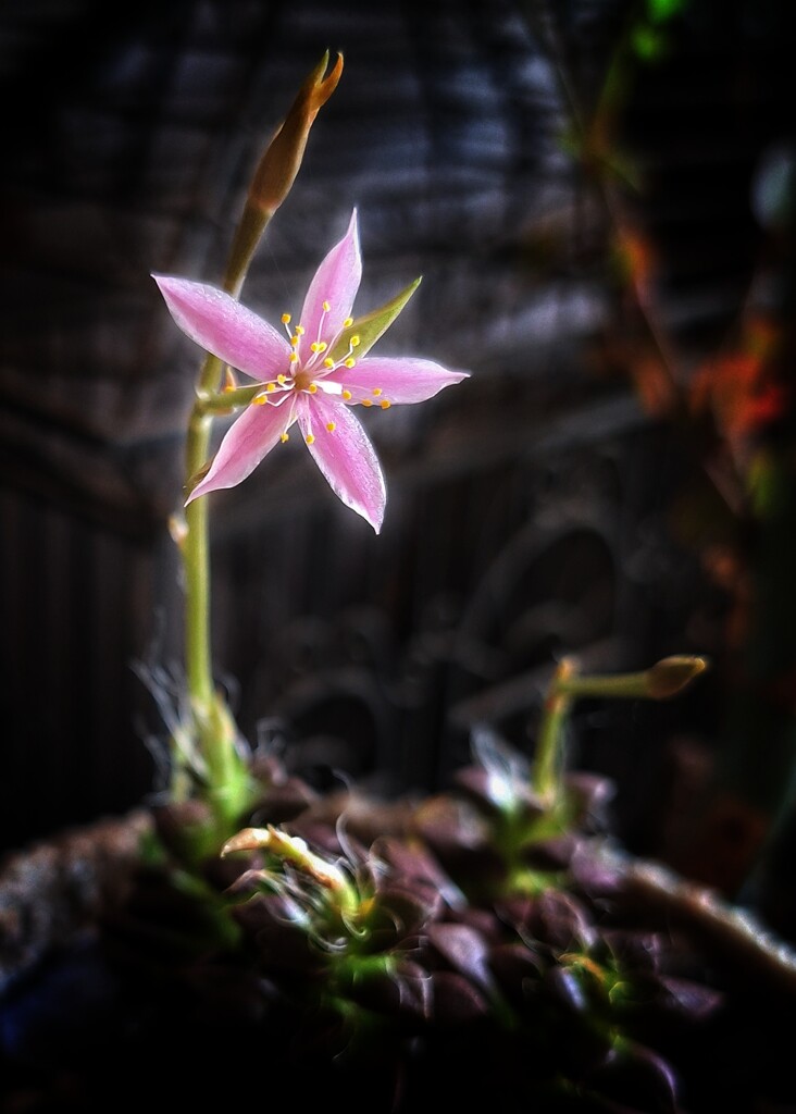 Little pink flower by salza