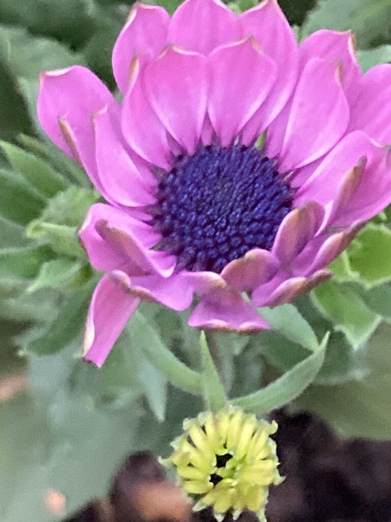 Osteospermum Flower  by cataylor41