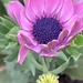 Osteospermum Flower 