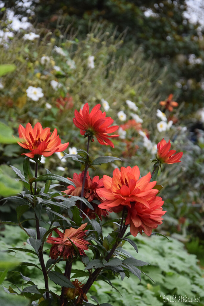 Autumn flowers by parisouailleurs