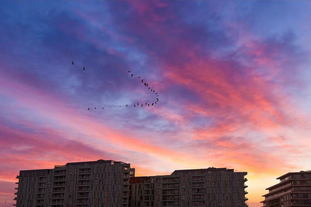 Early Morning Flight by billyboy