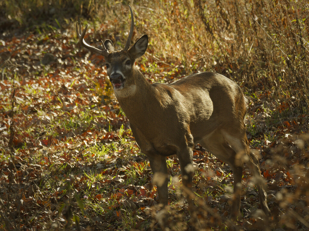 white-tail deer  by rminer