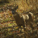 white-tail deer 