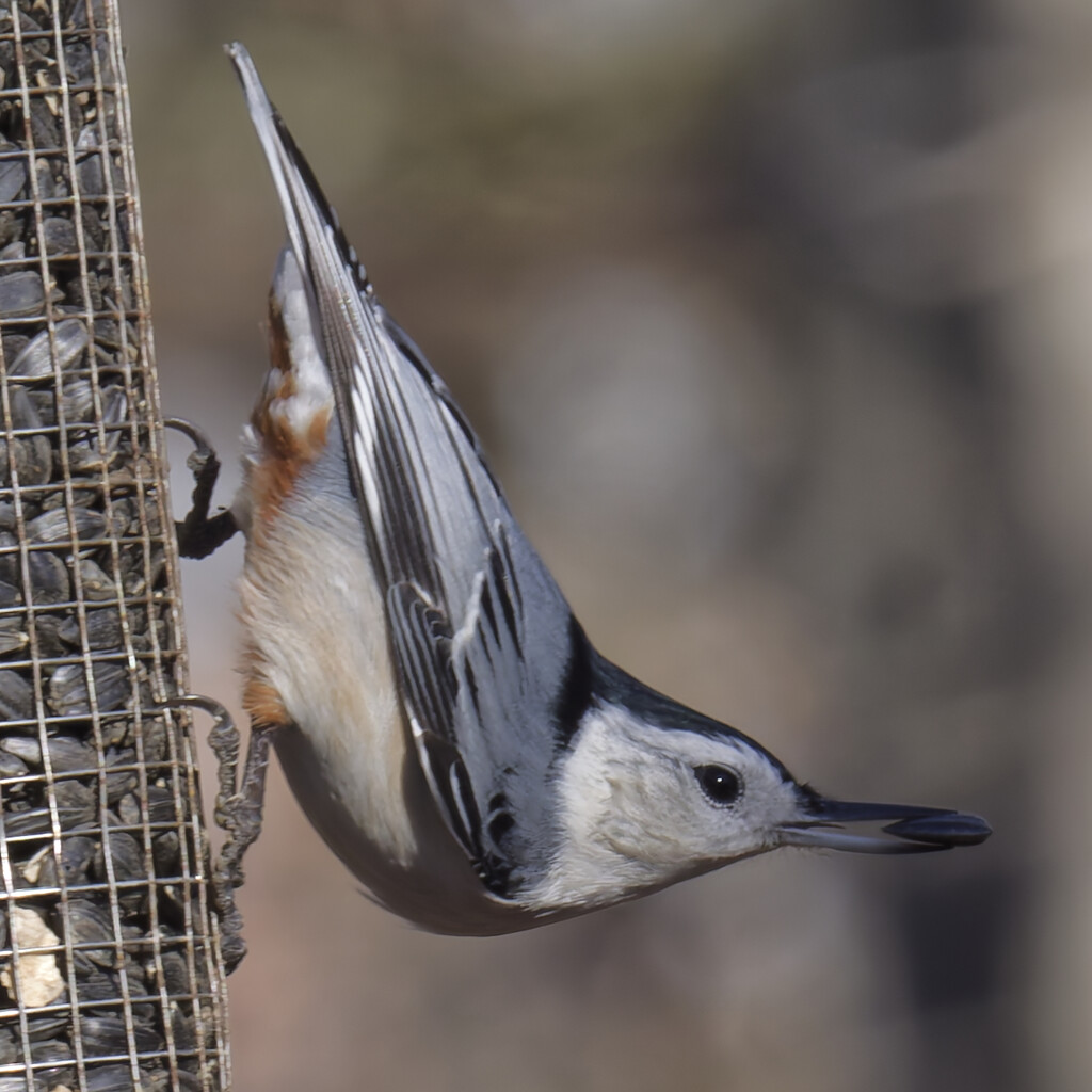 White-breasted nuthatch by rminer