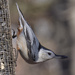 White-breasted nuthatch