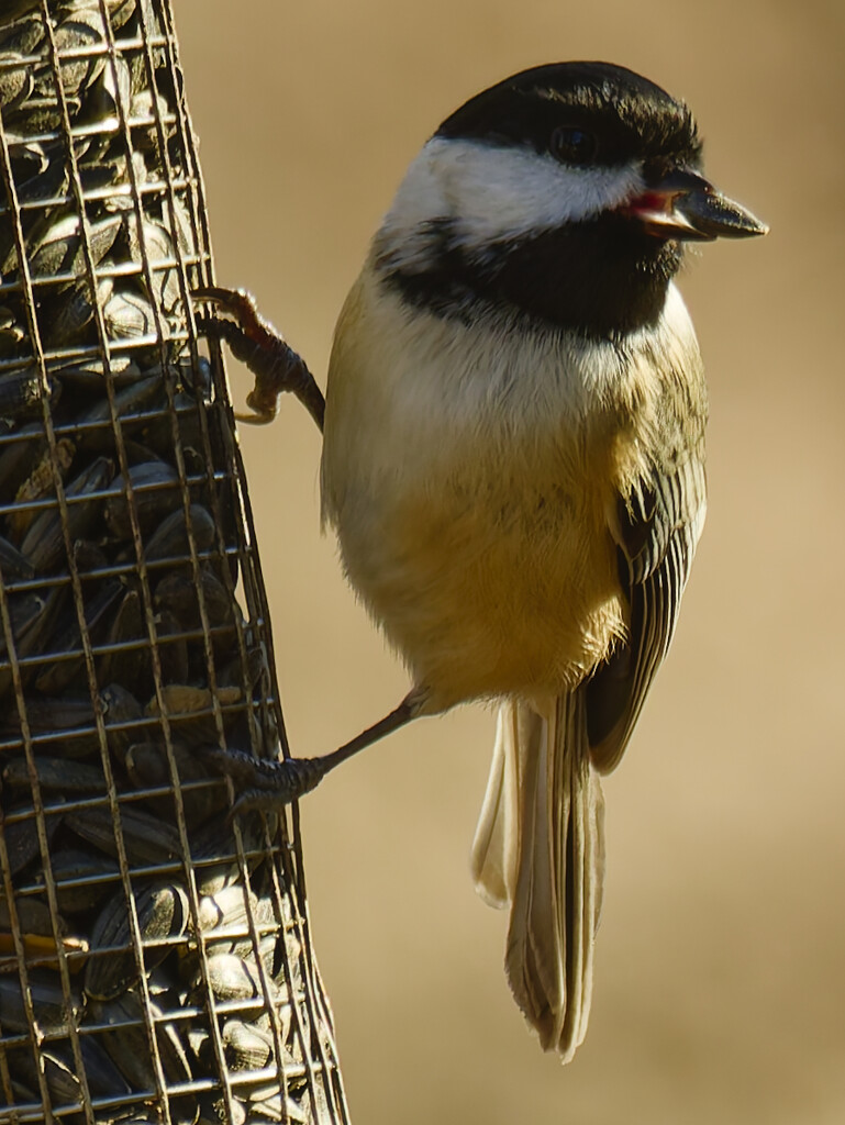 Black-capped chickadee  by rminer