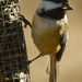 Black-capped chickadee 