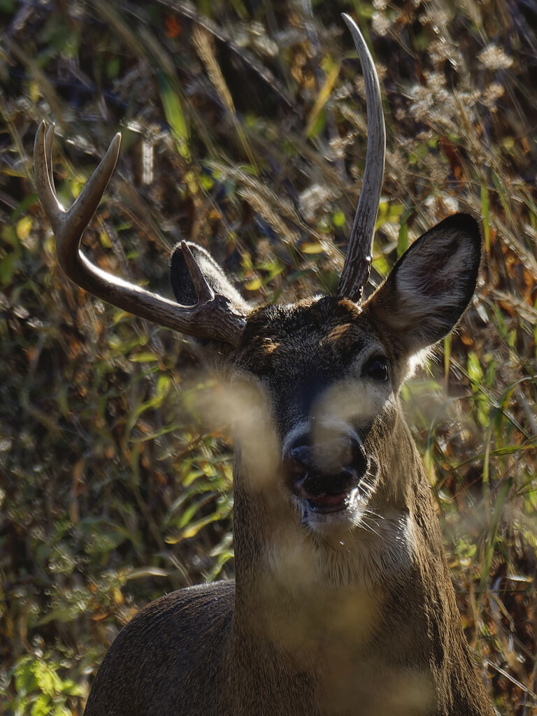 white-tail deer head by rminer