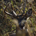 white-tail deer head