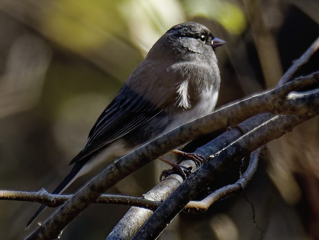 Dark-eyed Junco by rminer