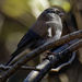 Dark-eyed Junco