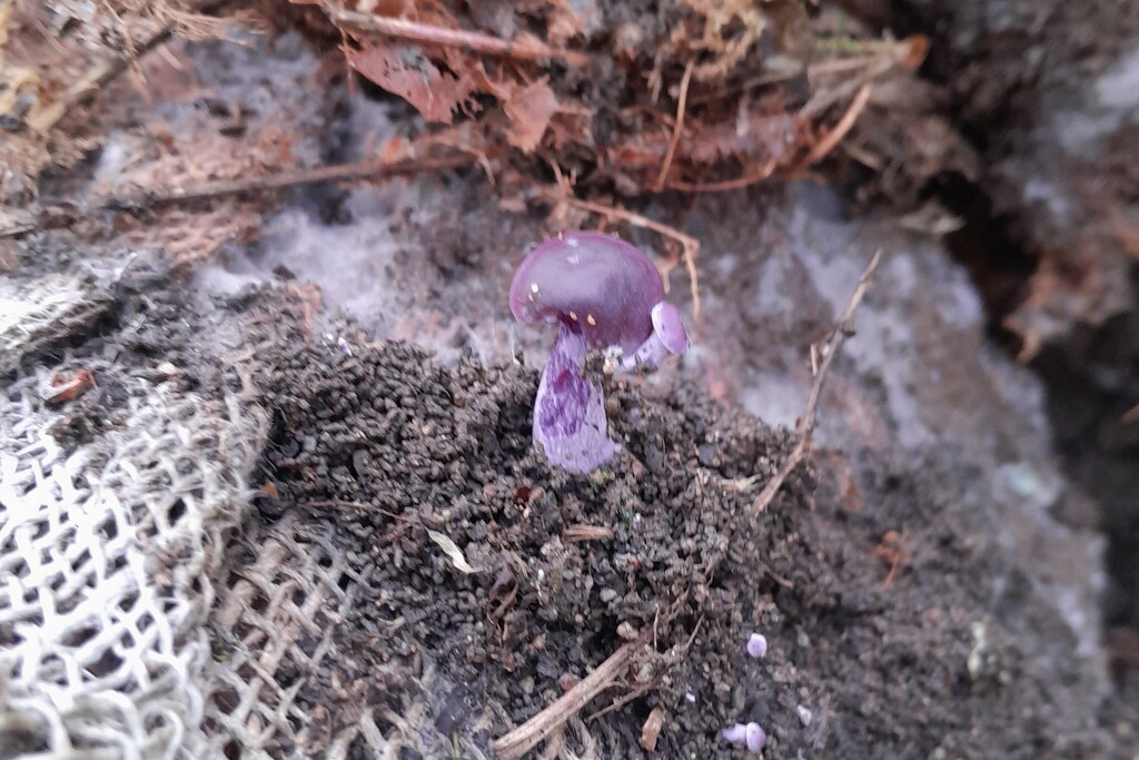 little purple fungus by anniesue