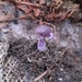 little purple fungus