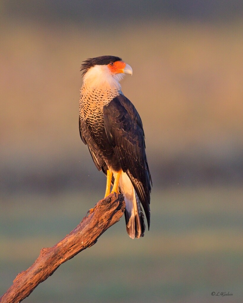 LHG_5028 Crested Cara Cara by rontu